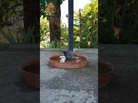 الصدقة و كيف يمكنك أن تتصدق حتى ولو لم تملك شيء ضع ماء للطيور فيها صدقة لك الشيخ بدر المشاري