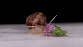 Snail Moving Nathai Nagaruthu Parunga