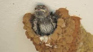 Baby Swallow Falls Out Nest