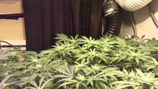 Day 18 Flower - C99 & G13