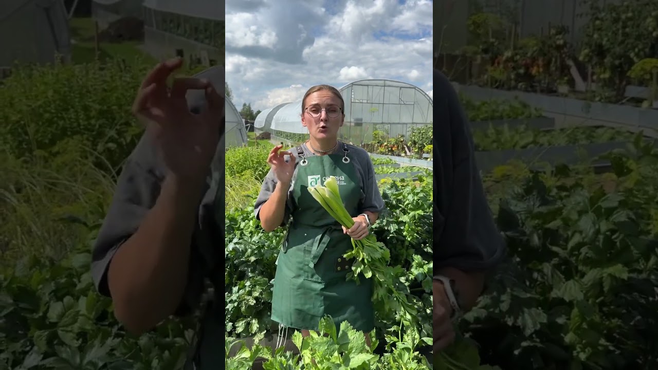 Как вырастить сельдерей дома?