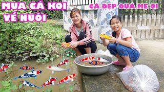 Mua Cá Koi  - Cá Diêu Hồng - Cá Phi Về Nuôi #trangandvinhtv