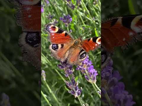 Лаванда і метелик павичеве око нерозлучні Butterfly Insect Nature