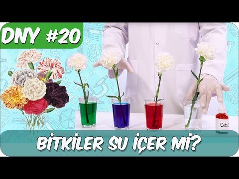 Fen Deneyi #20 | Bitkiler Su İçer mi?