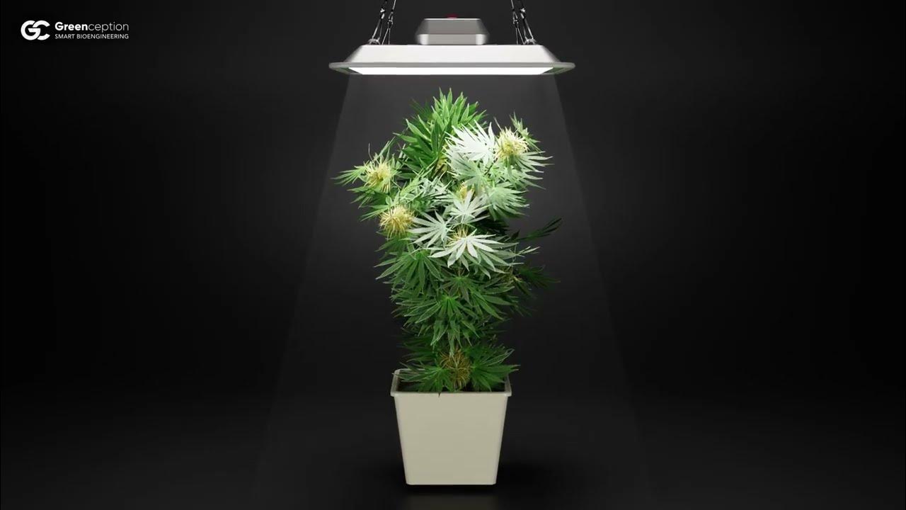 Greenception GCPURE Produktvideo die perfekte Lampe für drei Pflanzen YouTube