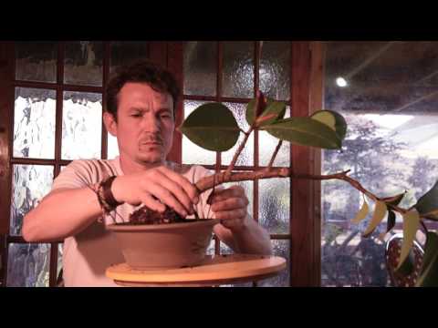 Video: Ficus Elastic, Los Yog Rubbery