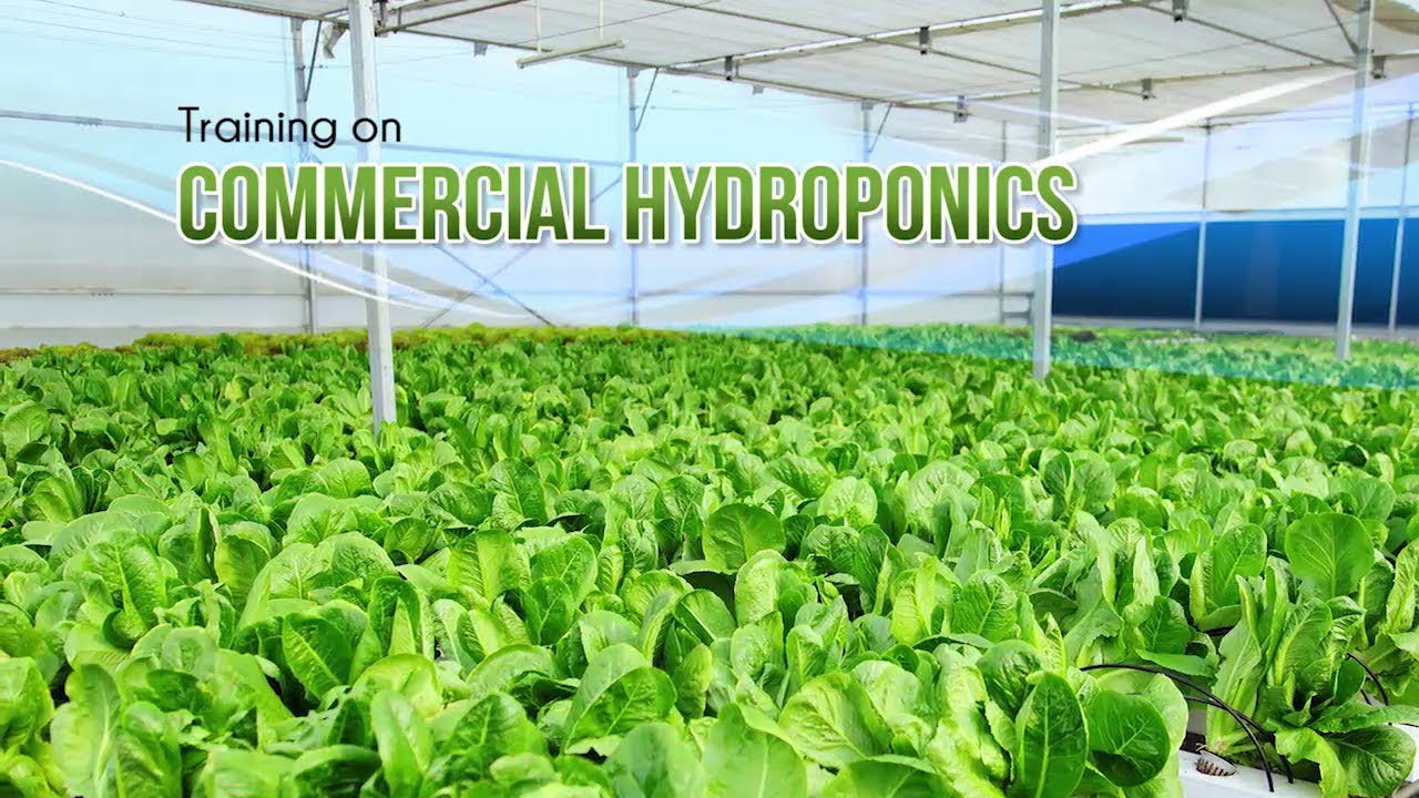 Training On Commercial Hydroponics At Iht Noida Youtube