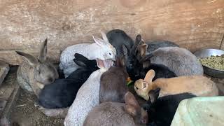 Redneck Rabbit Colony - babies in February @40NPermaculture