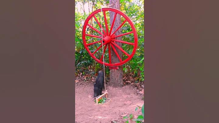 How To Make boar Trap From Traditional cart wheels  #animaltrap #animals #wildlife #nature #birdtrap