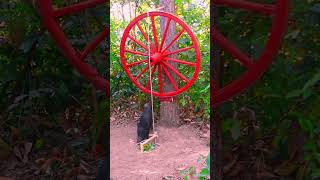 Download Lagu How To Make boar Trap From Traditional cart wheels  #animaltrap #animals #wildlife #nature #birdtrap MP3