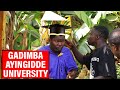 GADIMBA AYINGIDDE UNIVERSITY