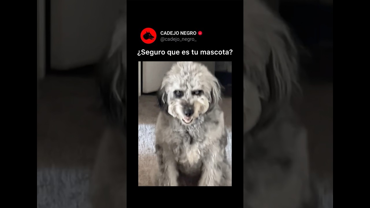 ¿Te ha pasado algo raro con tu mascota? 😨 