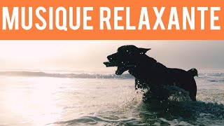 Musique et Vidéo pour Chien seul 🐶💤 Balade à l'océan et relaxation