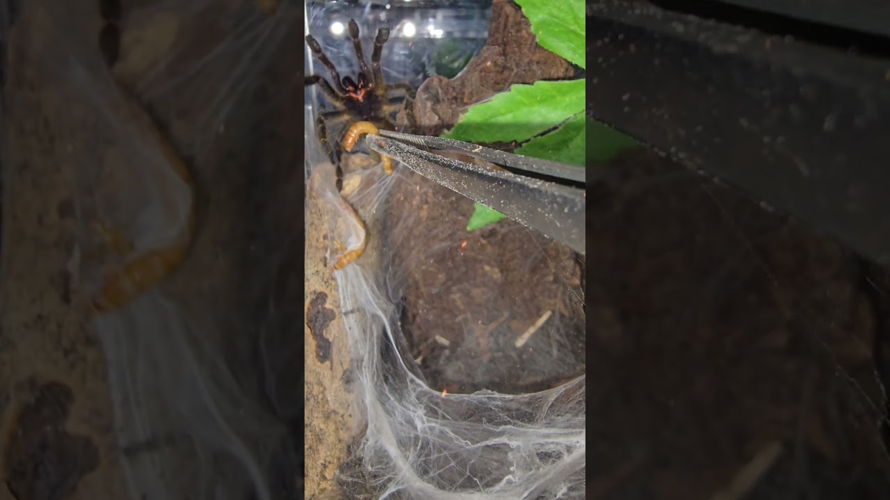 obt worshiping his food lol haha 