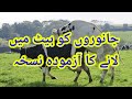 Janwron ko heat main lany kay lye nuskha a remedy for estrus induction in cows