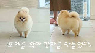 [기린쌤TV] 가위 두개로 포메미용하기!! / Pomeranian Grooming, pom grooming, dog grooming.(eng sub)