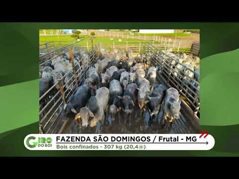 PECUARISTA TRADICIONAL MINEIRO FAZ TERMINAÇÃO CAPRICHADA E BOIS PASSAM DE 2@