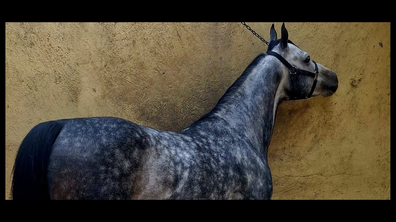 LOS MEJORES MOROS,POTROS ENTEROS,YEGUAS Y CABALLOS DE VARIAS PLAZAS GANADERAS.