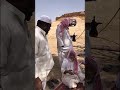 كشتة الغرابيل 