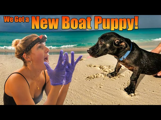 Welcome our new dog Bucky!  and Sailboat Racing!