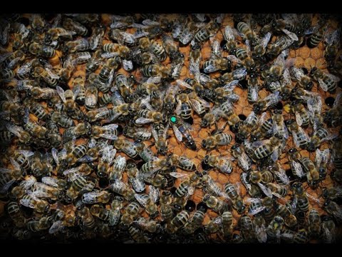 Пчелы на машине