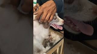 # pet lover dog grooming #dog #pug