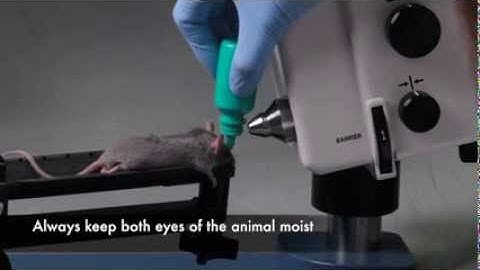 Micron IV Retinal Imaging Microscope Training Video