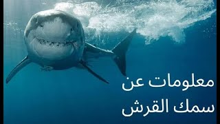 معلومات عن سمك قرش