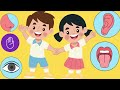 🎵 5 Duyu Organımızı Öğreniyoruz! |  Eğlenceli Çocuk Şarkısı ve Çizgi Film