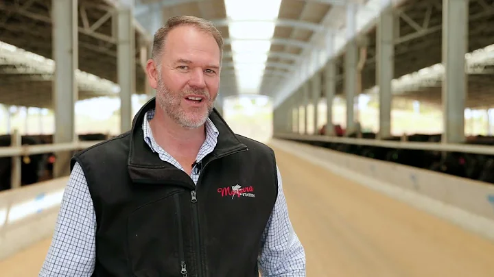 How shade changed the game at Mayura’s ‘Moo Cow Motel’