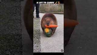 a lot to carry 🥕🦫 #beavers #beavers #shortsfeed #shortsvideo #animals #shorts