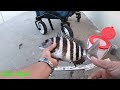 MIRA COMO PESCO CON CANGREJOS VIVOS, PESCA DE SHEEPSHEAD\\Allan Abad