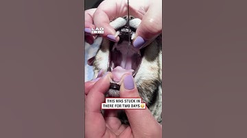 My cat kept retching but I had no idea this was why 🫣 #fblifestyle #cats