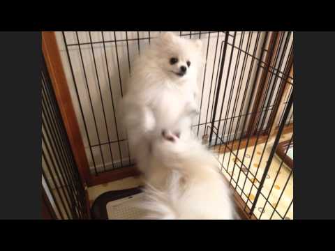 わが輩は、犬 ～まる～