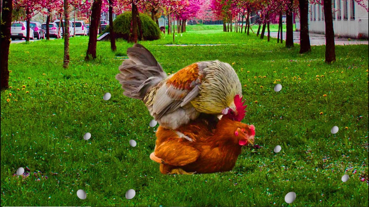 Chicken enjoying Mating and Laying eggs for 5 days straight