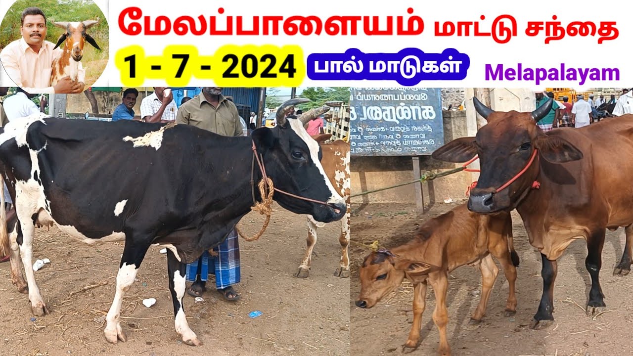 1 - 7 - 2024 / மேலப்பாளையம் மாட்டு சந்தை / பசு மாடு / பால் மாடு / Melapalayam / 