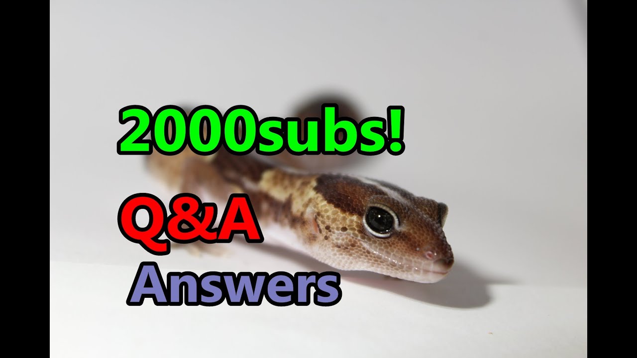 lizard skin grips 2000subs Q&A answers![HD]