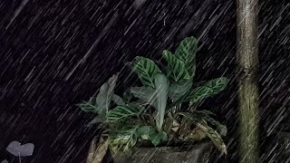 Heavy Rain for Sleeping & Insomnia Relief | Deep Sleep Tonight with Rain Sounds on Roof