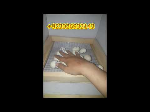 انڈوں سے بچے حاصل کرنے والی مشین(انکوبیٹر) Manual turning