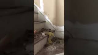 2017 Walkthrough of the John Brown House | Before the Restoration Began