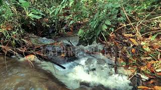 The sound of river water and the melodious chirping of birds in the tropical forest, Relaxation,ASMR