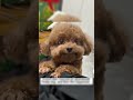 🐶 From Abandoned Puppy to a House Full of Happiness ❤️ | Amazing Dog Rescue Story