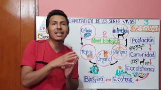 NIVELES DE ORGANIZACIÓN DE LOS SERES VIVOS NIVELES DE ORGANIZACIÓN DE LOS SERES VIVOS