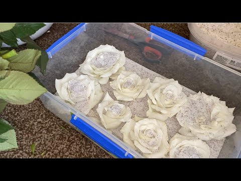 How To Dry Flowers Fast Using Wisedry Silica Gel Crystals 