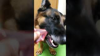 シェパード　ASMR　生の鹿スペアリブ　#骨付き肉　#rawfood  　#じびえ