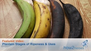 Plantain States of Ripeness and Uses