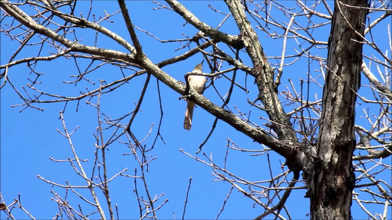 Brown Thrasher Song - YouTube