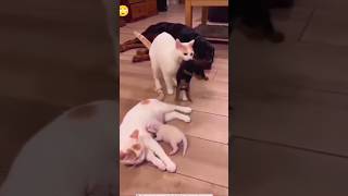 Black cat mixed with white😁#shorts #shortsfeed #comedy #funnyshorts #foryou #viral #malotimurmu