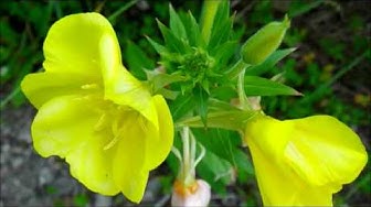 Oenothera Youtube