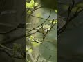 A forest bird sings a spring serenade.